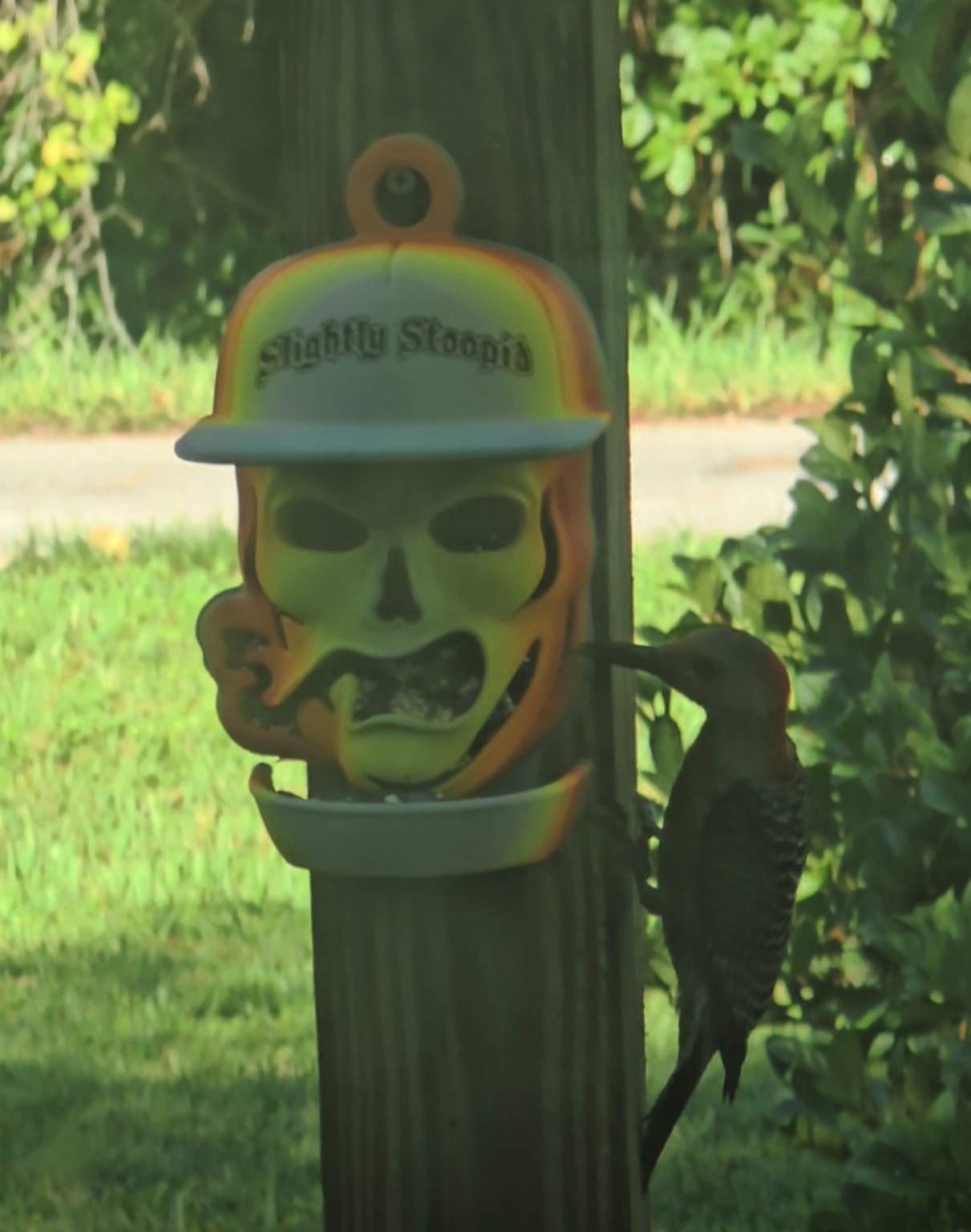 Skull character bird feeder hanging outdoors